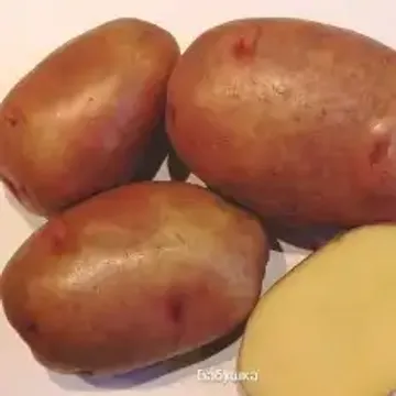 На Южном Урале вывели новые сорта картофеля
